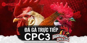 Đá gà CPC3 là sự kiện đá gà trực tiếp từ campuchia dành cho những anh em